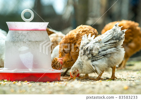 Hen feed on traditional rural barnyard. Close up of chicken standing on barn yard with bird feeder. Free range poultry farming concept. 83583233