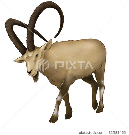 努比亞山羊圖 83583463