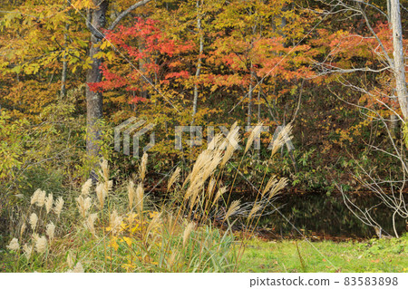 秋葉盛開的後下擺花自然庭園 秋葉盛開的後下擺花自然庭園 83583898