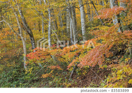 秋葉盛開的後下擺花自然庭園 秋葉盛開的後下擺花自然庭園 83583899
