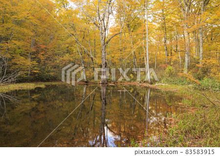 The back hem flower nature garden in the height of autumn leaves 83583915