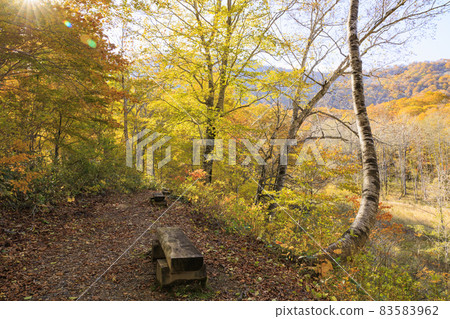 The back hem flower nature garden in the height of autumn leaves The back hem flower nature garden in the height of autumn leaves 83583962