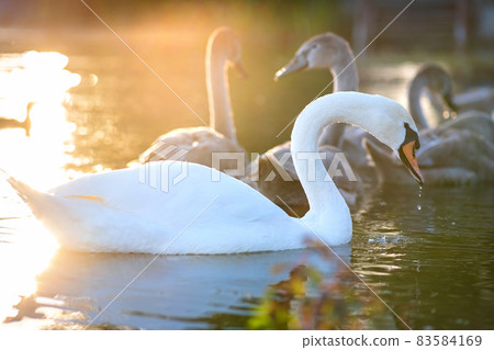 White beautiful swan swimming on lake water in summer. White beautiful swan swimming on lake water in summer. 83584169