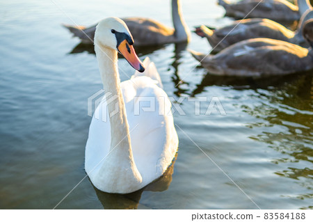 White beautiful swan swimming on lake water in summer. White beautiful swan swimming on lake water in summer. 83584188