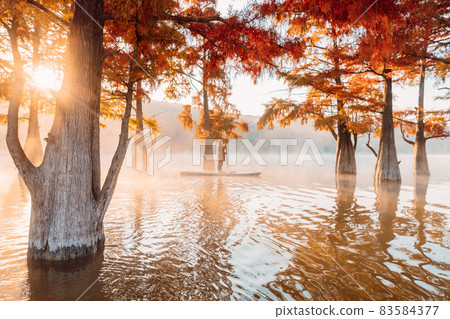 Woman on SUP board at sunrise with fog and autumnal Taxodium trees in lake Woman on SUP board at sunrise with fog and autumnal Taxodium trees in lake 83584377