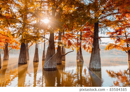 Taxodium distichum with red needles and reflection on water. Autumnal swamp cypresses in lake and sun. 83584385