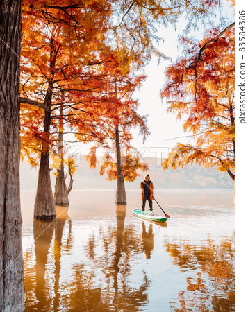 Happy woman with paddle on SUP board at sunrise and autumnal Taxodium trees in lake Happy woman with paddle on SUP board at sunrise and autumnal Taxodium trees in lake 83584386