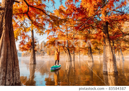 Woman relaxing on stand up paddle board at the lake among autumnal Taxodium distichum trees Woman relaxing on stand up paddle board at the lake among autumnal Taxodium distichum trees 83584387