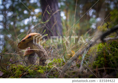 two boletus edulis mushrooms in wood 83584422