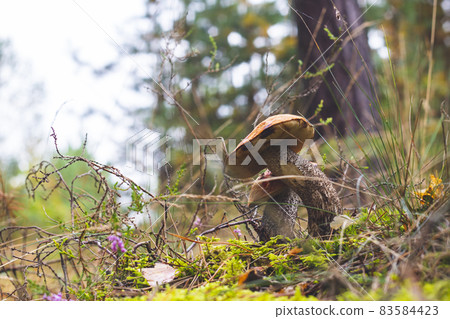 two boletus edulis mushrooms in forest two boletus edulis mushrooms in forest 83584423