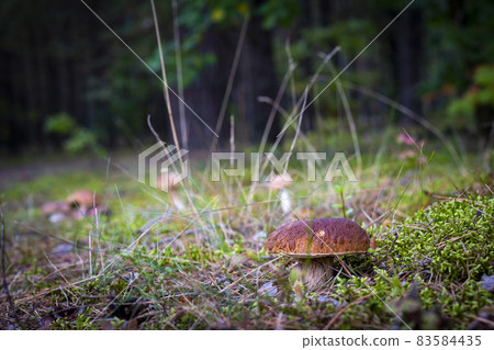 mushrooms gows on natural forest moss 83584435