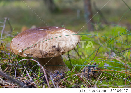 brown cap edible mushrooms and forest glade 83584437