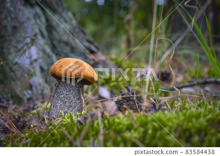 boletus edulis mushroom in moss 83584438