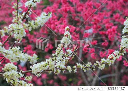 Li Hua Li Hua 83584487