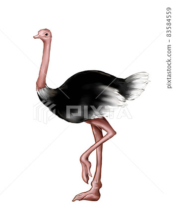 Ostrich illustration Ostrich illustration 83584559