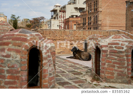 a homeless spayed dog lies on the street 83585162