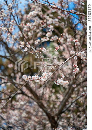 Apricot trees bloom with white flowers in early spring Apricot trees bloom with white flowers in early spring 83585179