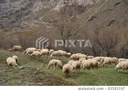 A flock of sheep grazes in a meadow in the mountains 83585197