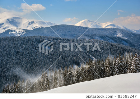 Bright landscape with tall evergreen pine trees during heavy snowfall in winter mountain forest on cold bright day. 83585247