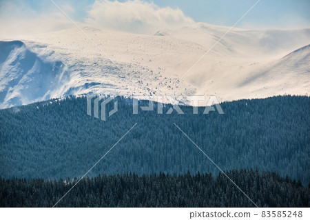 Winter landscape with high mountain hills covered with evergreen pine forest after heavy snowfall on cold wintry day. 83585248