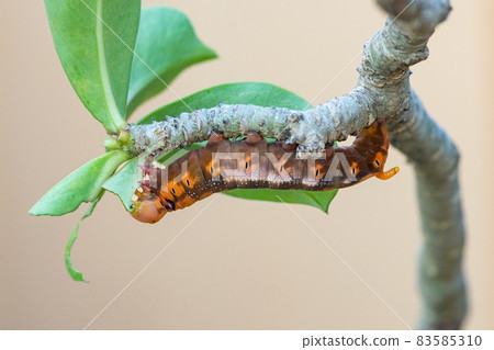 Oleander Hawk Moth caterpillar  perching on a Adenium leaf 83585310