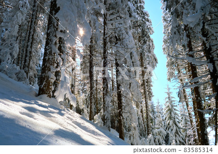 Pine trees covered with fresh fallen snow in winter mountain forest on cold bright day. 83585314