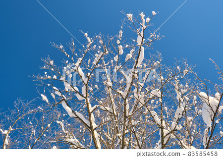Closeup of pine tree branches covered with fresh fallen snow in winter mountain forest on cold bright day. 83585458