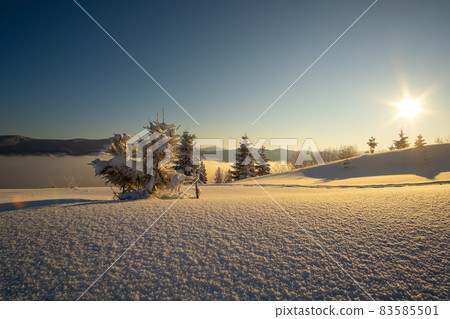 Amazing winter landscape with pine trees of snow covered forest in cold mountains at sunrise. 83585501
