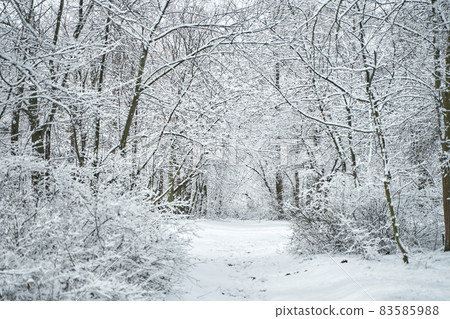 Snow covered winter forest scenery. Winter fairytale 83585988