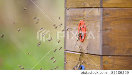 Bees at the huge hive, honey and way production 83586269