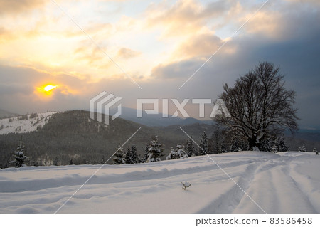 Moody landscape with footpath tracks and bare dark trees covered with fresh fallen snow in winter mountain forest on cold gloomy evening. 83586458