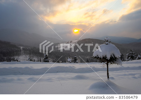 Moody winter landscape with small pine tree on covered with fresh fallen snow field in wintry mountains on cold gloomy evening. Moody winter landscape with small pine tree on covered with fresh fallen snow field in wintry mountains on cold gloomy evening. 83586479