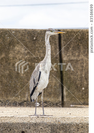 Gray heron Gray heron 83586699