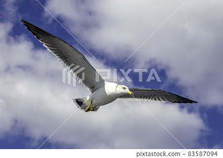 Seagull crossing the sea 83587094