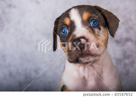 Louisiana Catahoula Leopard Dog puppy close up portrait 83587652