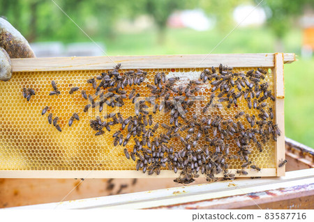 Bee frame full or rich of fresh honey and wax, a sweet, sticky yellowish-brown fluid made by bees and other insects from nectar collected from flowers Bee frame full or rich of fresh honey and wax, a sweet, sticky yellowish-brown fluid made by bees and other insects from nectar collected from flowers 83587716