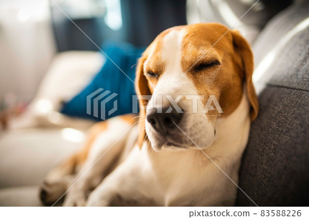 Young brown dog sleeping on a sofa - cute pet photography. 83588226