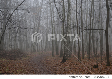 Autumn landscape with fog Autumn landscape with fog 83588227