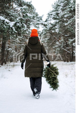 Back view of woman in red hat carrying Christmas tree and walkng in snow winter park. Preparing for Christmas, picking, selecting, choosing Christmas tree 83588490