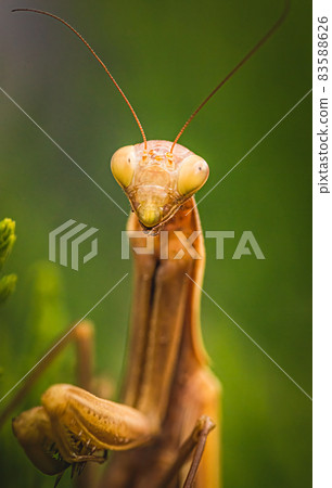 Brown praying mantis on tree. Mantis religiosa Brown praying mantis on tree. Mantis religiosa 83588626