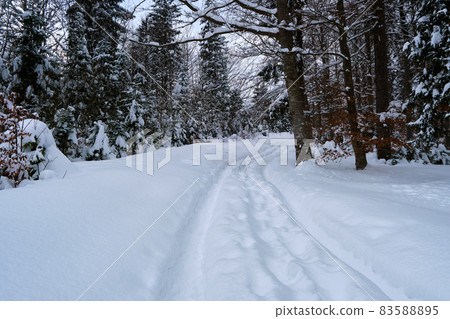 Moody landscape with footpath tracks and pine trees covered with fresh fallen snow in winter mountain forest on cold gloomy evening. 83588895
