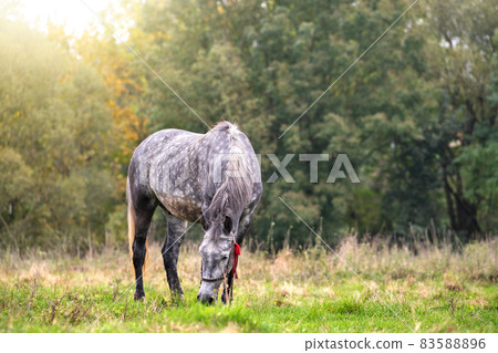 Beautiful gray horse grazing in summer field. Green pasture with feeding farm stallion. 83588896