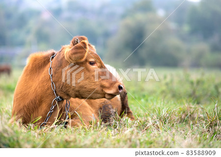 Brown milk cow grazing on green grass at farm grassland. Brown milk cow grazing on green grass at farm grassland. 83588909