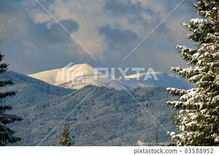 Winter landscape with high mountain hills covered with evergreen pine forest after heavy snowfall on cold wintry day. 83588952