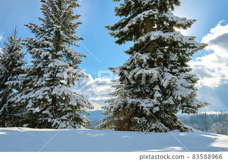 Bright winter landscape with pine trees covered with fresh fallen snow in mountain forest on cold wintry day. 83588966
