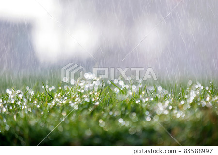 Closeup of rain droplets falling down on green grass in summer. 83588997