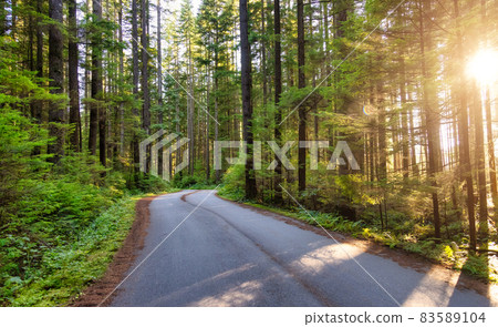 Scenic Bike path in Green Canadian Rain Forest. 83589104