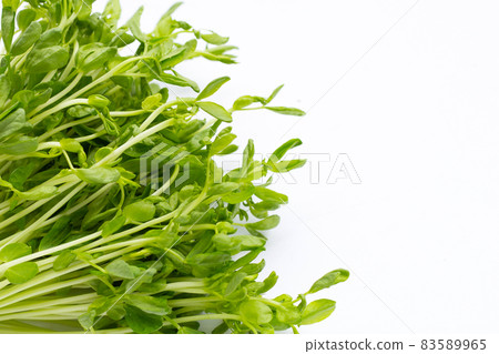 Pea Sprouts on white background. 83589965