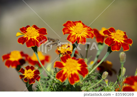 Insects that suck the nectar of marigold flowers Kagoshima Prefecture Insects that suck the nectar of marigold flowers Kagoshima Prefecture 83590169