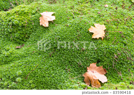 Saxifrage in autumn. Maple leaves on green saxifrage. Alpine slide in autumn. 83590418